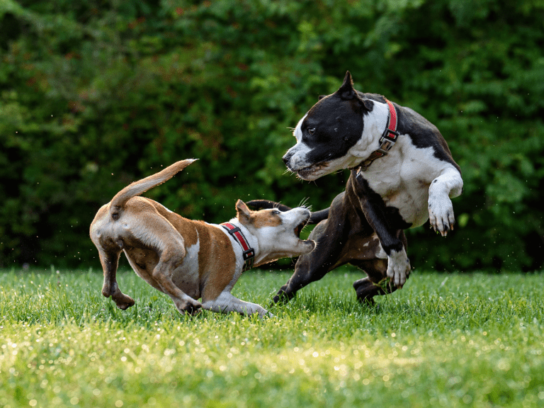 What You Should Know About Dog Bites & Dangerous Dog Breeds