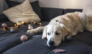 Pet dog bites and attacks can turn a joyful gathering into a stressful and potentially dangerous situation.